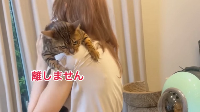 抱っこされる猫