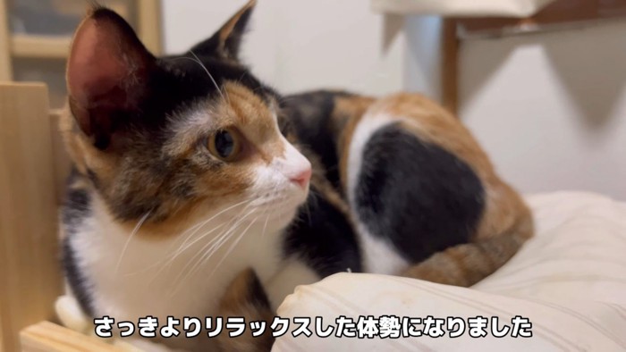 右を向いて座る三毛猫