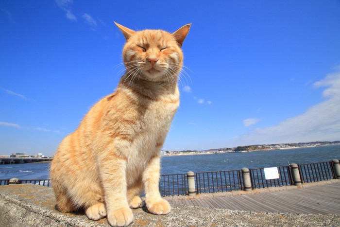 海をバックに座る茶トラ猫