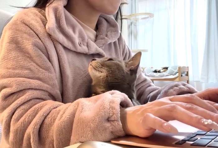 飼い主を見上げる猫