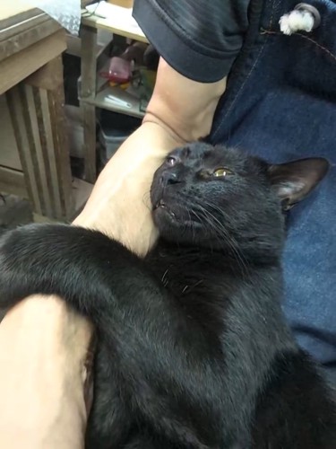 人の腕に抱きつく猫
