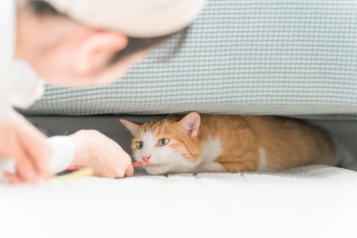猫におやつを与える女性