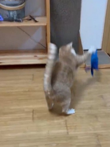 エビのおもちゃをたたきつける猫