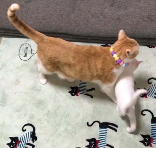 白猫が茶白猫をさえぎる