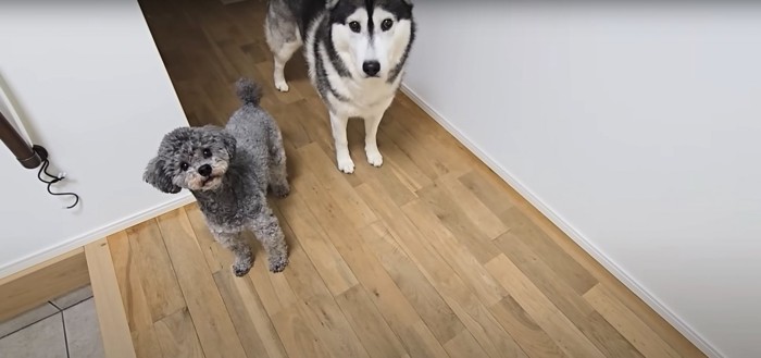 立って飼い主を見上げる2匹の犬