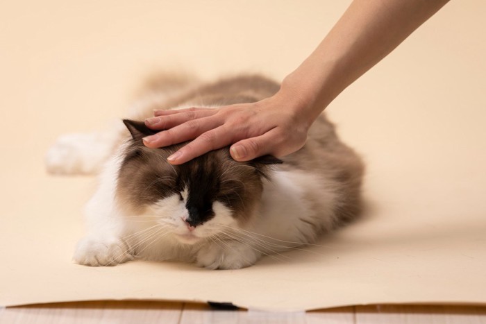 撫でられている猫