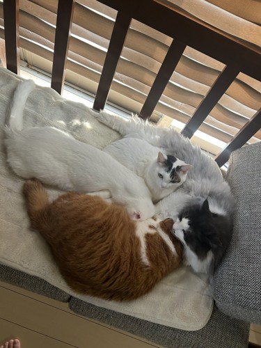 一ヵ所に固まって眠る4匹の猫