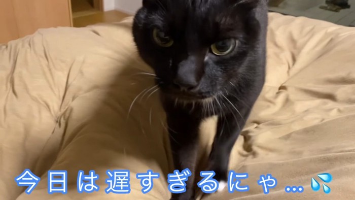 今日は遅すぎるにゃ…