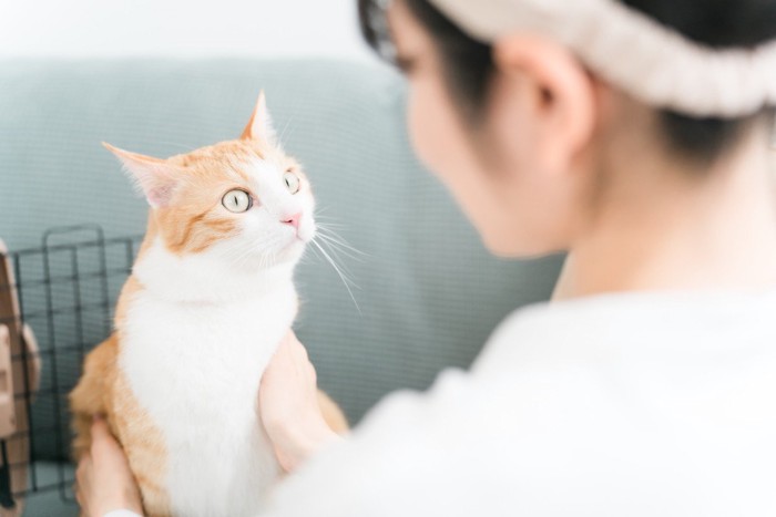 人の顔を見ている猫