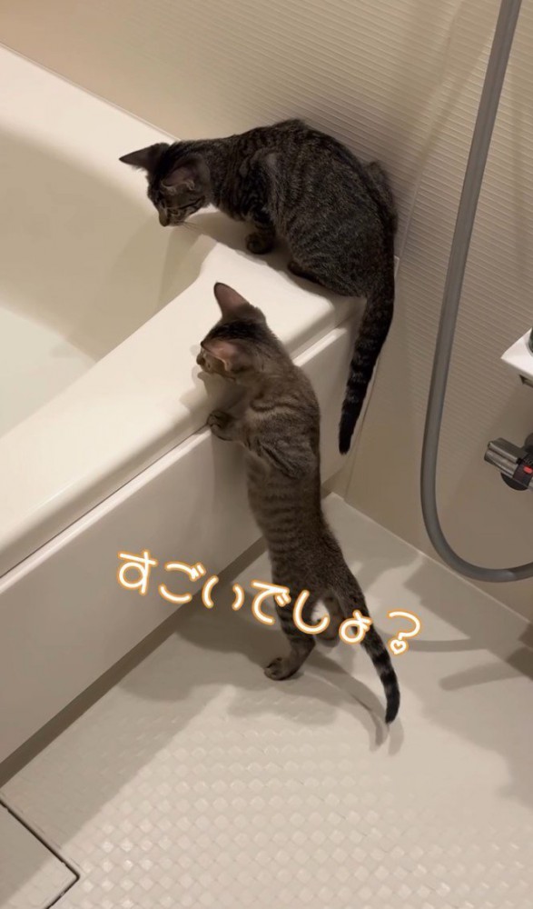 「すごいでしょ」と書かれた写真