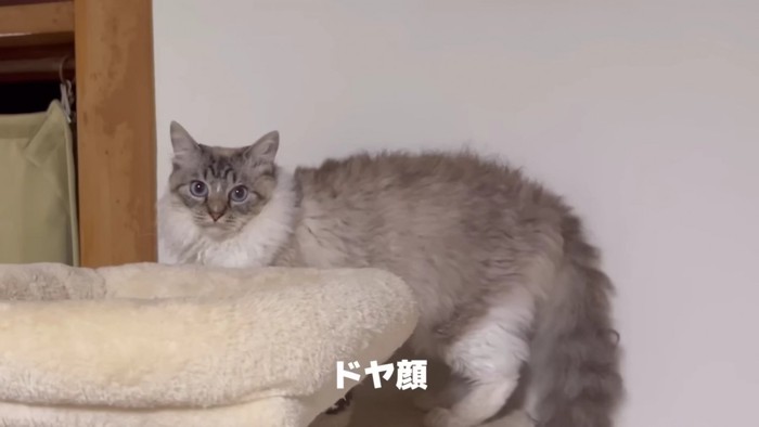 ドヤ顔する猫