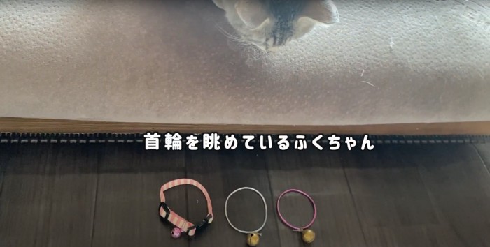 3つ並んだ首輪を上から見下ろす子猫