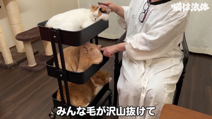 ワゴンに乗る3匹の猫