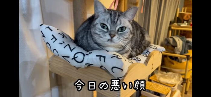 本日の悪い顔