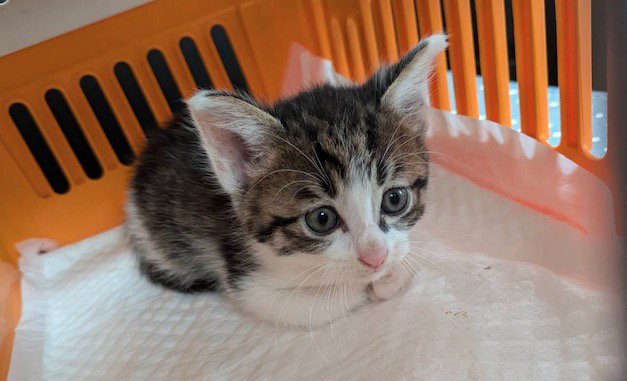 香箱座りをする青い瞳の子猫