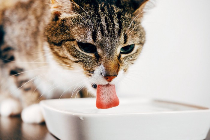 水を飲む猫