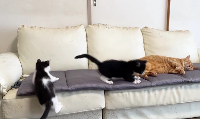2匹の子猫と寝ている茶トラ猫がソファの上にいる