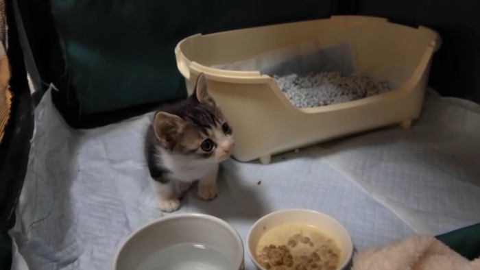 ごはんと水の前にいる子猫