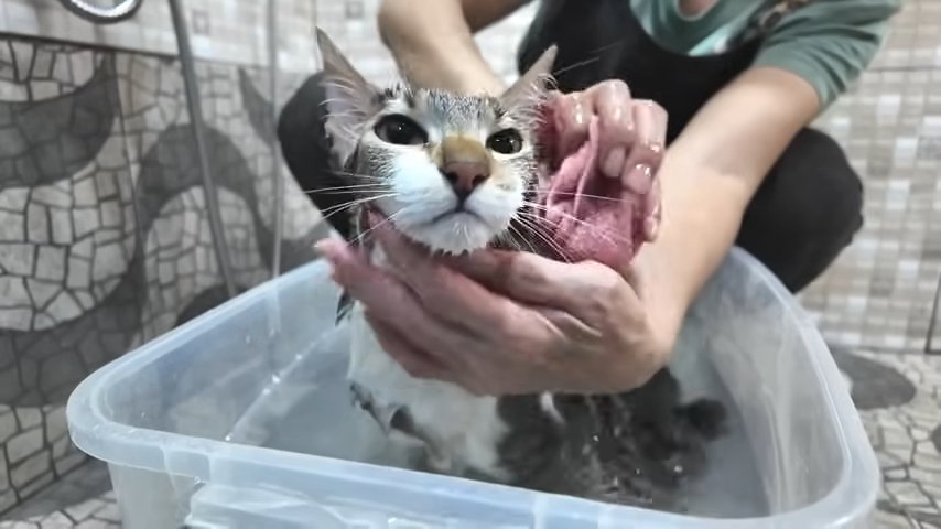 湯船で顔を拭かれる猫