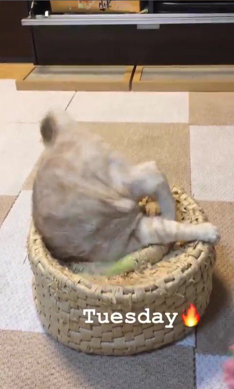 つぼに入る猫