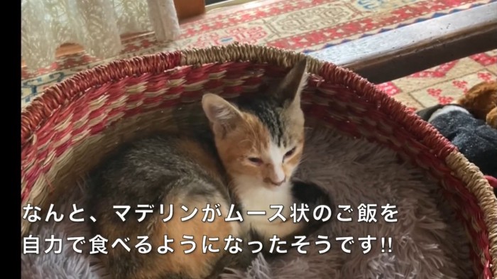 バスケットに入っている三毛の子猫