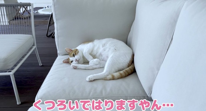 ソファの上の猫