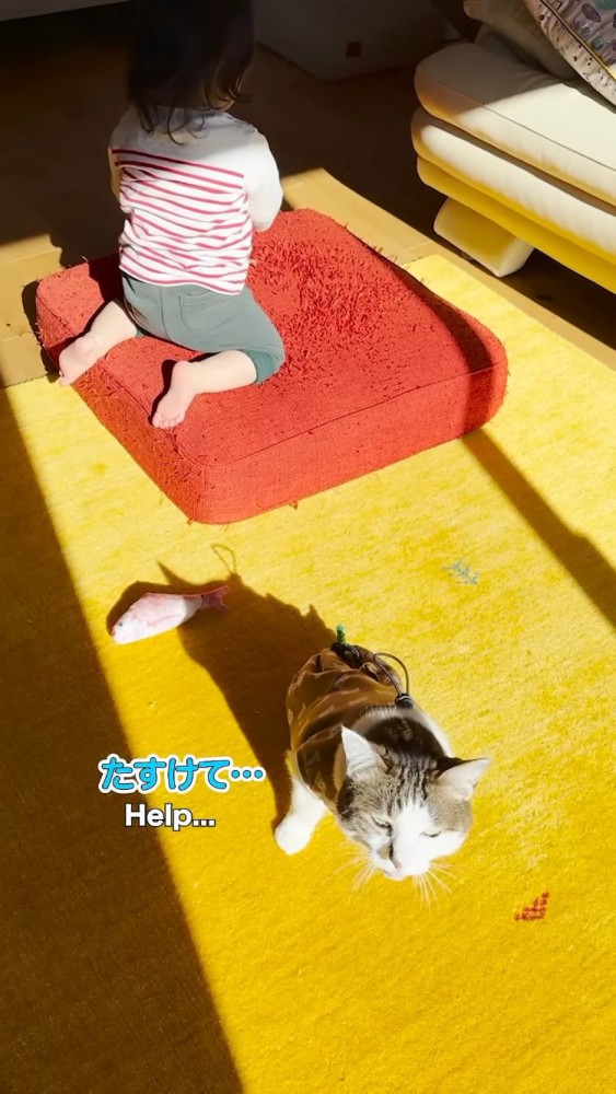 猫用おもちゃで遊ぶ赤ちゃんとママに助けを求めるキジ白猫