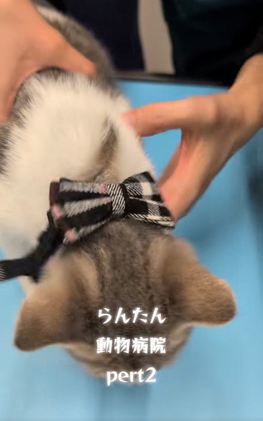 診察台の上にいる猫