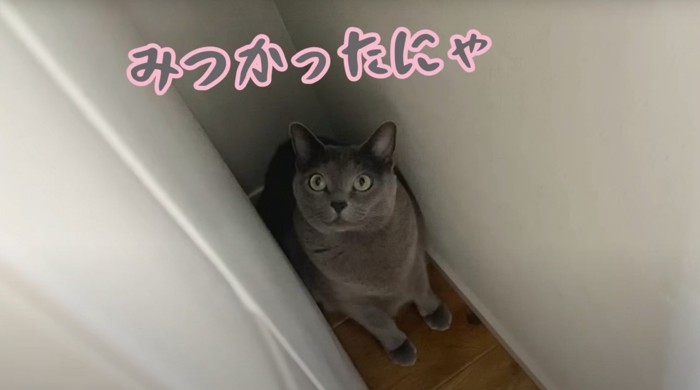 グレー猫