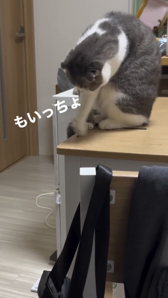 机の上で遊ぶ猫