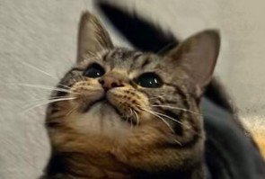 狙いを定める猫