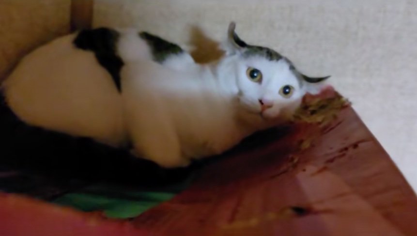 見つめる猫