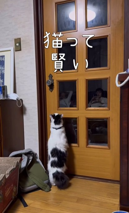 ドアの前の猫