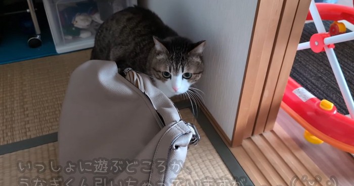 隠れる猫