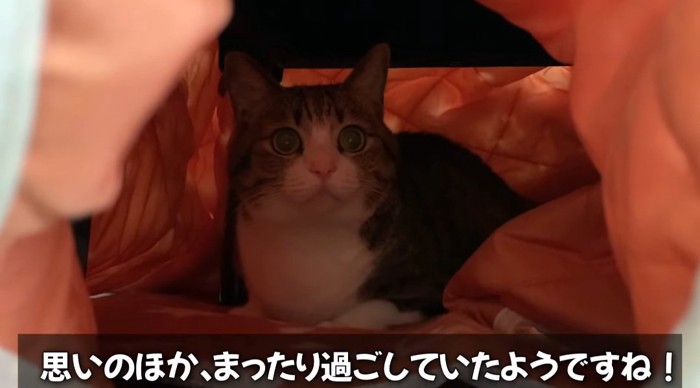 コタツに入る猫