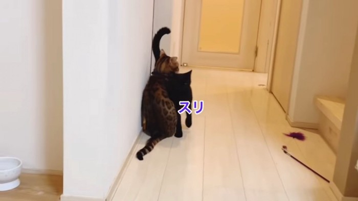 ベンガル猫にスリスリする黒猫