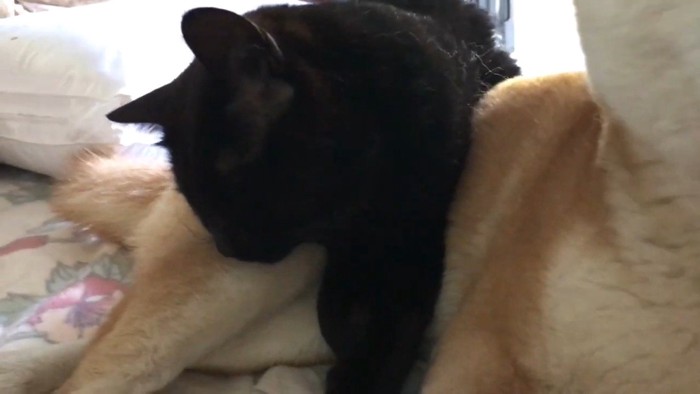 眠る天くんのアップ