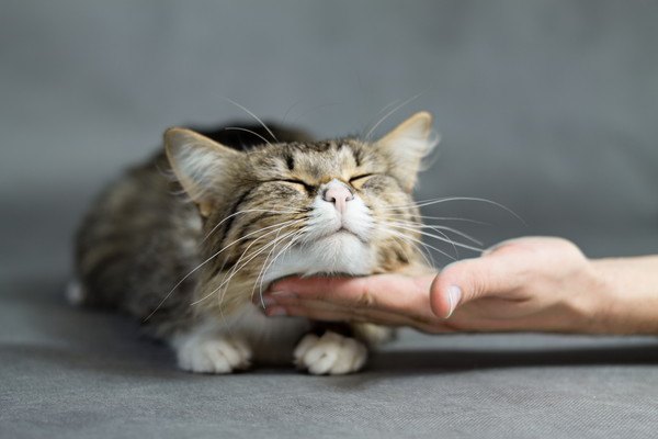 顎を撫でられる猫