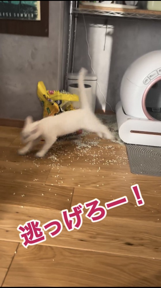 走る猫