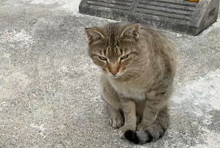 座っている野良猫