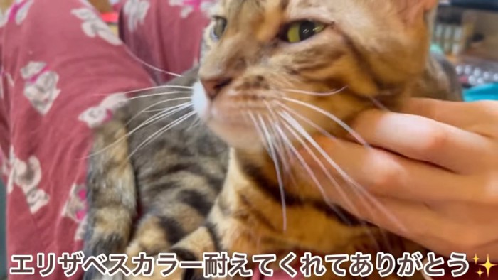 首をなでられる猫