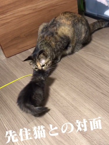 顔を近づける成猫と子猫