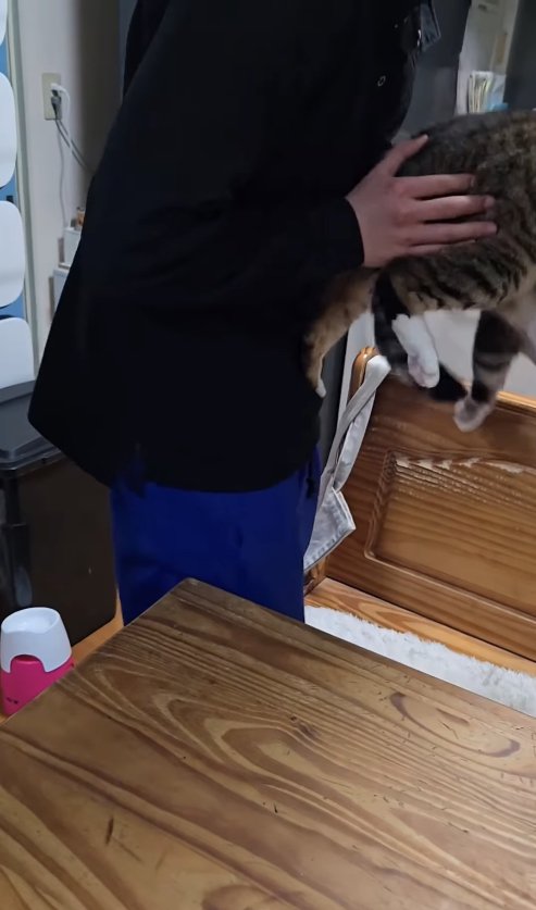 猫のお尻を持って抱き上げている子供