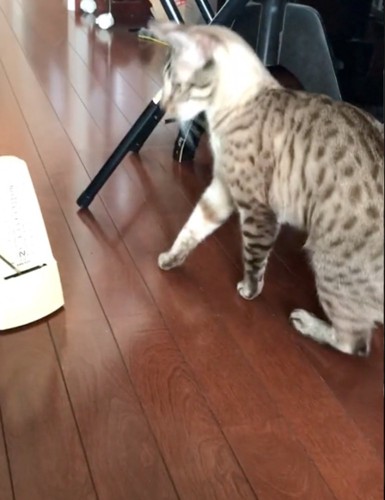 驚く猫