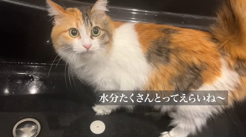 浴槽内にいる猫