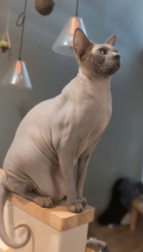 上の方を向いてお座りをしている猫の横顔