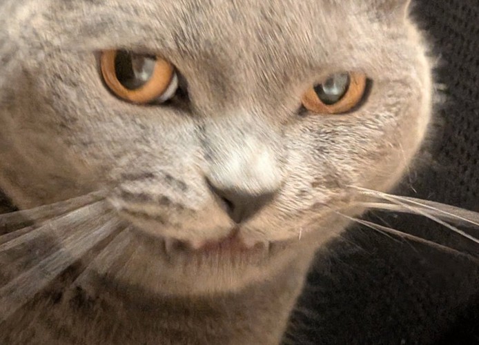 悪い顔をする猫