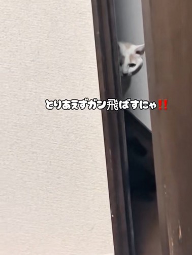 ガンを飛ばす猫