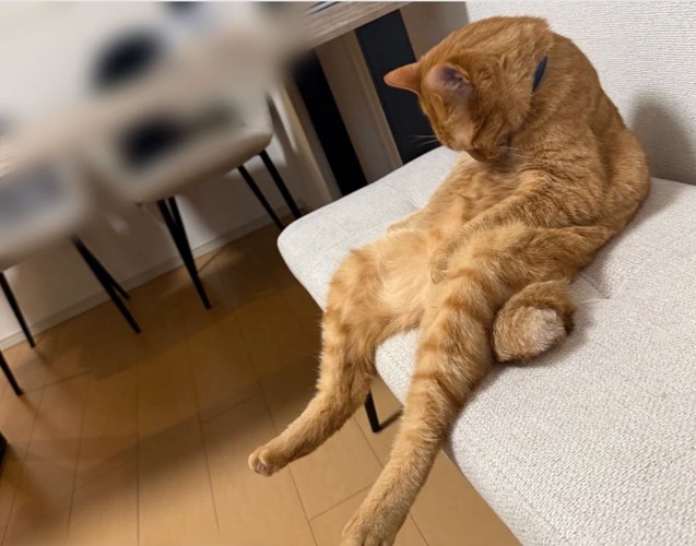 椅子の上に座って項垂れる猫
