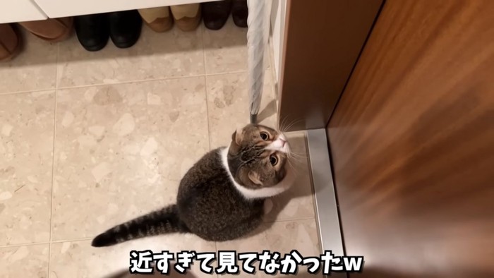 ドアの前に座る猫